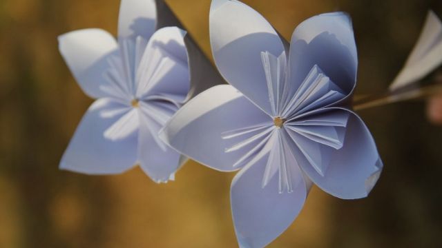 В Семилуках акция «Белый цветок» установила новый рекорд
