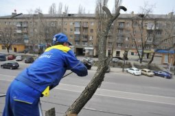 Вопрос с аварийными деревьями в Воронеже решат при поддержке областных властей