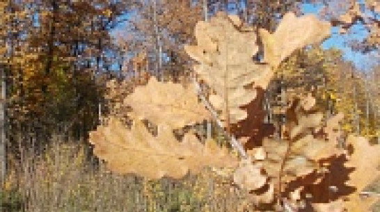 Дуб представит на «Аллее России» Воронеж и еще 3 региона