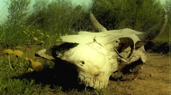 Трупы животных выбрасывали в овраг