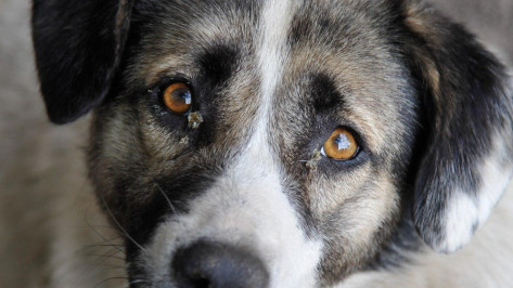В Воронеже в 2016 году усыпили 315 собак