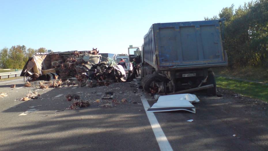 В Воронежской области фургон с птицами врезался в фуру: пассажир Peugeot погиб