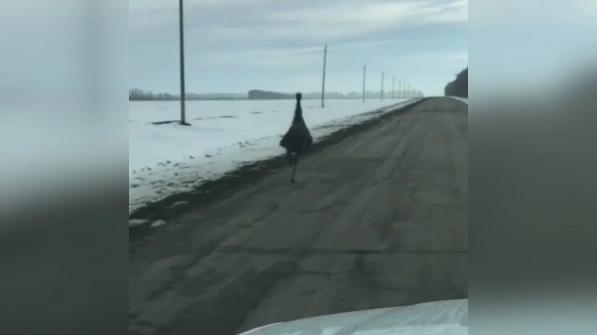 В воронеже замечен. Страус бежит по дороге. Птица которая бегает по трассе. Караидель страус убежал. Какие птицы бегают вдоль дороги зимой.