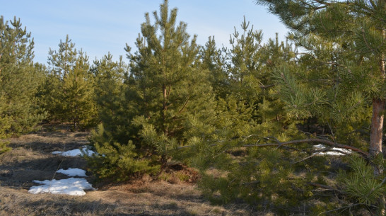 В Нижнедевицком районе хвойные леса обнесут минерализованными полосами