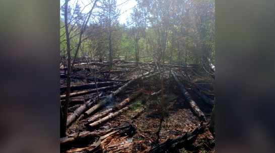 В Воронеже загорелся Северный лес