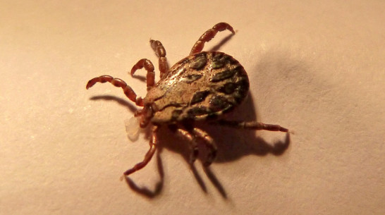 За десять дней 18 воронежцев пострадали от укусов клещей