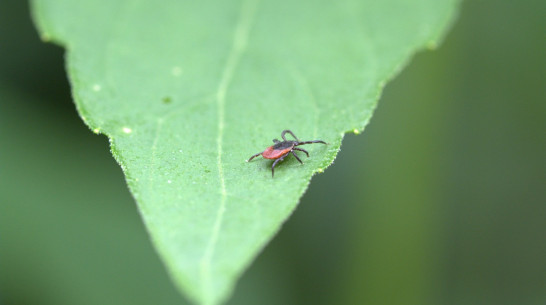 В Воронежской области зафиксировали 166 случаев клещевого боррелиоза