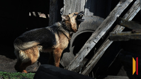 Воронежцам напомнили, куда можно пожаловаться по вопросам бродячих собак