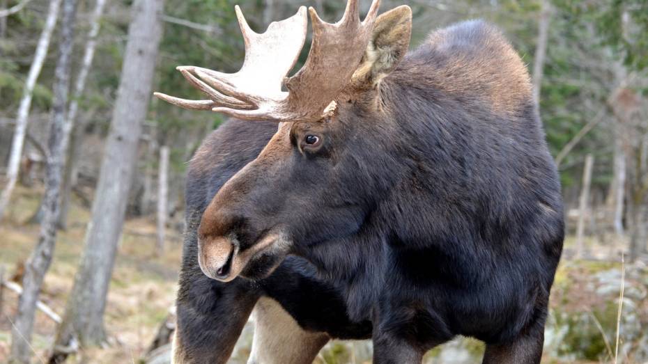 В Терновском районе произошли 2 аварии из-за лосей