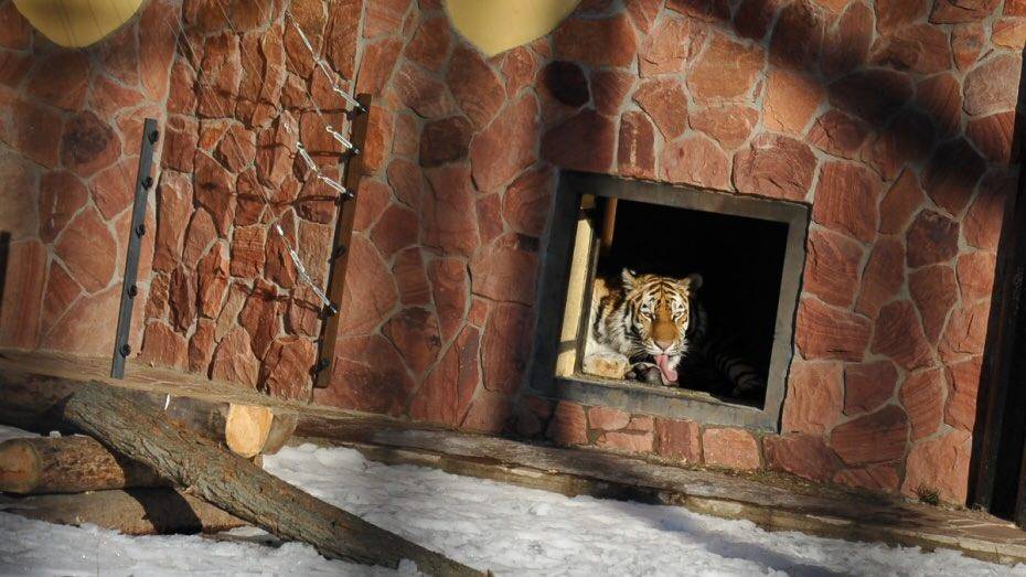 В Воронежский зоопарк переедет амурский тигр