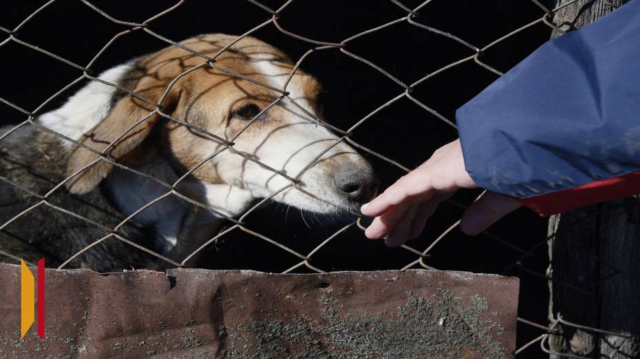 В Рамонском районе Воронежской области неизвестные травят собак