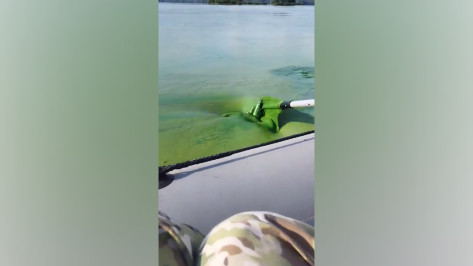 Воронежское водохранилище превратилось в густую зеленую жижу: видео