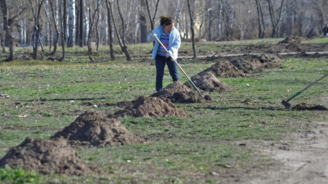 Воронежцев позвали на уборку леса в Коминтерновском районе