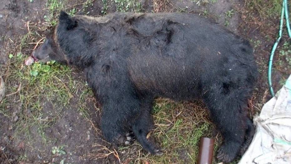 Под Воронежем перенесли суд над хозяином напавшего на 86-летнего мужчину медведя