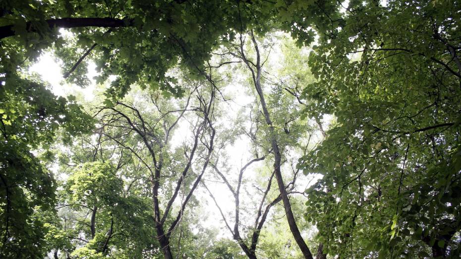 За год в Воронеже посадили 7,5 тыс деревьев 