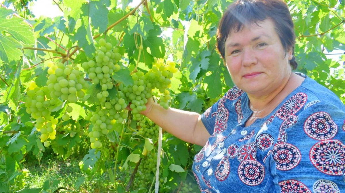 Лучшие сорта винограда для Воронежской области