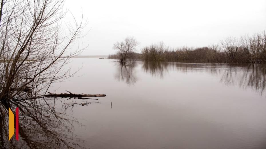 Туша лося загадочно исчезла из реки Дон в Воронежской области