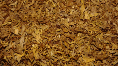 Опасную карантинную муху-горбатку нашли в импортном табаке в Воронеже