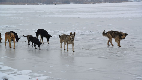 Горячую линию для жалоб на бродячих собак запустили в Воронеже