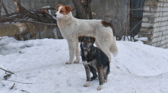 На отлов бездомных собак в Подгоренском районе направили более 530 тыс рублей