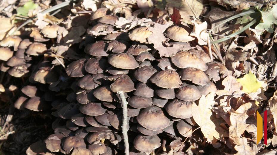 В Воронежской области 3 человека умерли от отравления грибами