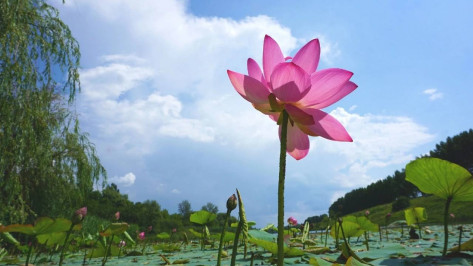 Прокуратура организовала проверку после возведения забора возле пруда с лотосами под Воронежем