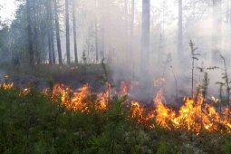 В Воронежской области за неделю потушили 2 лесных пожара