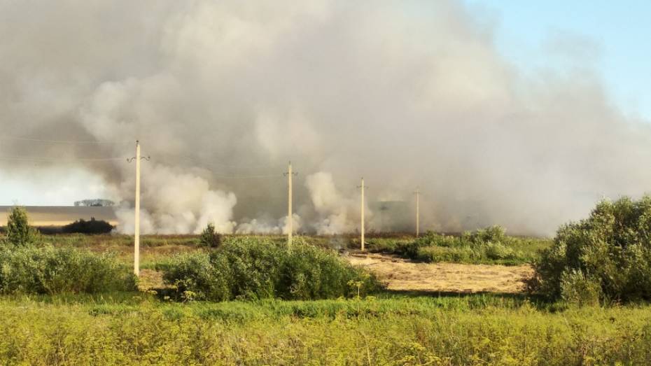 В Новоусманском районе недалеко от садоводческого товарищества выгорели трава и камыш