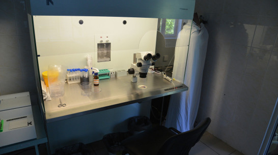 Финальный тест на коронавирус начнут делать в Воронеже