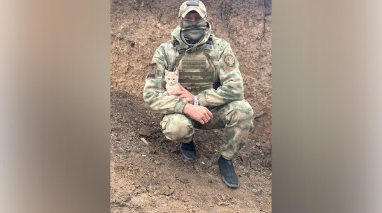 Машка на передовой. Воронежец рассказал, как животные помогают нашим солдатам в зоне СВО