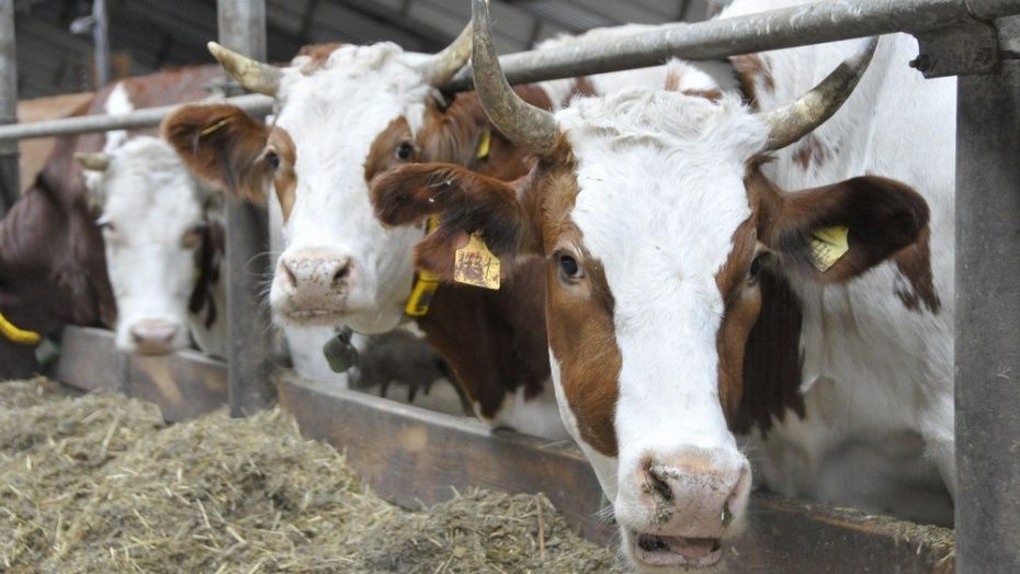 В Воронежской области появится первый молочный комплекс на 5 тыс коров