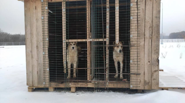 Воронежцев обеспокоили оставленные в закрытых вольерах собаки на улице Крынина