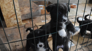 Кантемировцы собрали для россошанского собачьего приюта больше тонны корма