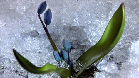 Метеорологи спрогнозировали аномально теплое начало весны в Воронеже