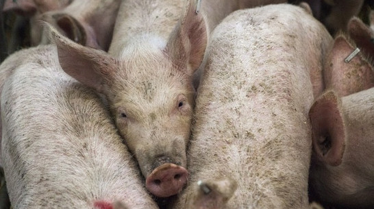 В Нижнедевицком районе сняты ограничения на вывоз свиней 