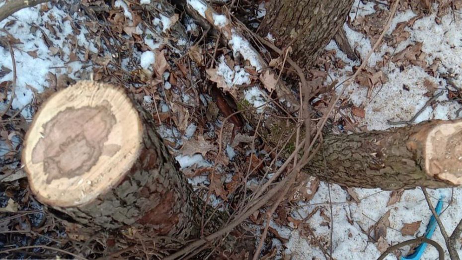 В Воронеже при строительстве дороги вырубили деревья на особо охраняемой территории