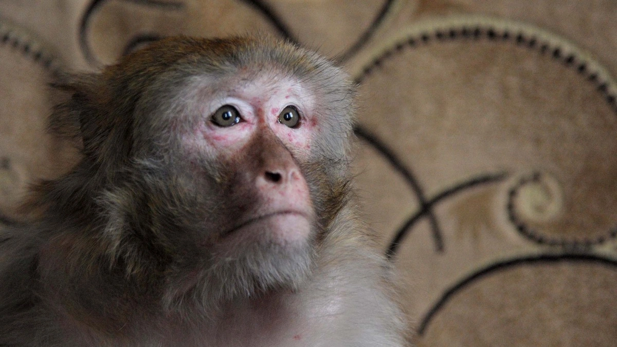 Макака Чичи из воронежской глубинки в третий раз встретит год обезьяны