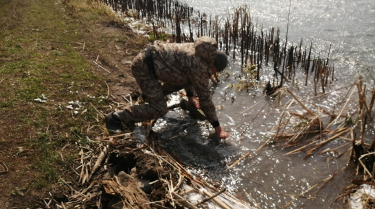 Житель Воронежской области снял на видео бобра, который по ночам разбирает плотину