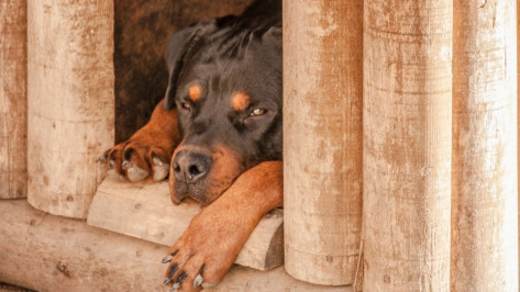 В Воронеже покусанного ротвейлером 5-летнего мальчика выписали из больницы 