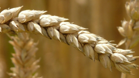 В Воронежской области засыпали 126 тыс тонн семян яровых культур под урожай 2024 года