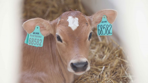 Воронежские коровы выиграли «золото» на выставке «Золотая осень»