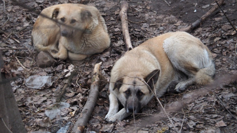 Жители воронежского ЖК пожаловались на стаи бездомных собак
