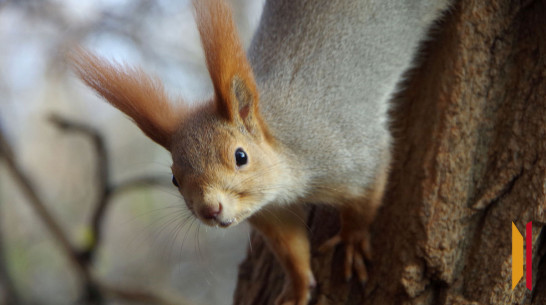 Бешеные белки, лисы и кабаны замечены в Воронежской области