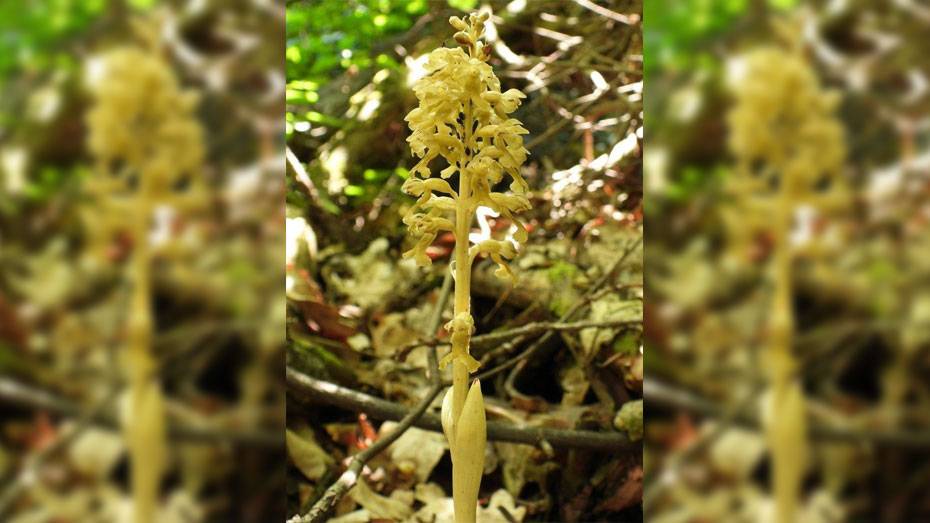 В заповеднике Воронежской области нашли орхидею, которая не встречалась 40 лет