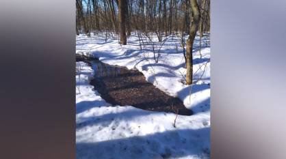 В Воронежскую нагорную дубраву сливали сточные воды