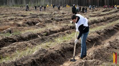 Под Воронежем в рамках акции «Сад памяти» высадили 17 тыс саженцев сосны