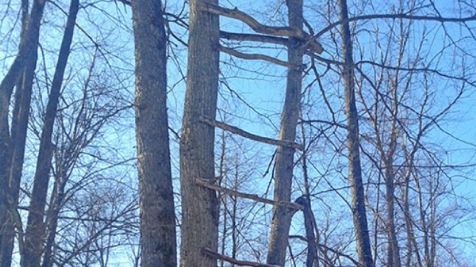 В Воронежском заповеднике браконьера сняли с дерева 