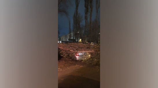 Последствия штормового ветра в Воронеже сняли на видео