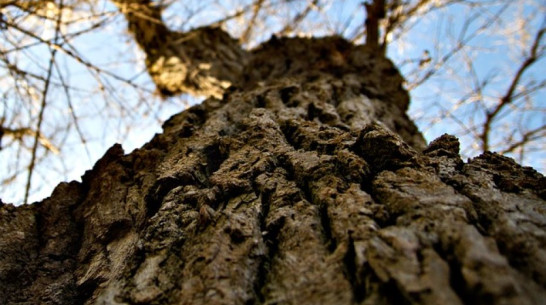 Житель Панинского района срубил 2 дуба в лесополосе на дрова