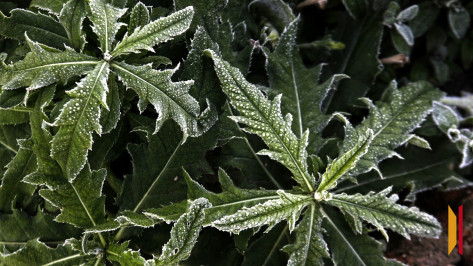 В Воронежской области ночью 14 октября ожидаются заморозки до -2 градусов